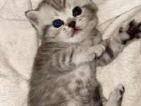 Gri british shorthair erkek
