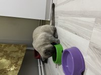 British longhair blue point