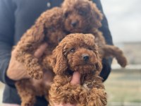 Ankarada aktif 7 adet toy poodle ziyarete açık