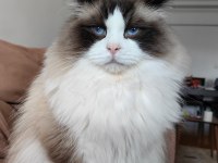 Secereli Ragdoll Yavrulari