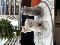 Scottish fold