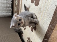 Aciliyetten dolayı ilanda british shorthair