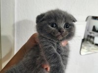 50 günlük scottish fold kediler