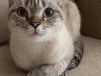 Sevimli ve uysal scottish fold pamuk kızımız