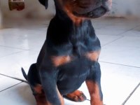 A Kalite Doberman Bebekler