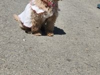 Poodle Çipli