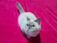 Exotic blue point dişi british shorthair