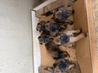 Irkının Özelliklerini Taşıyan Belçika Malinois