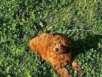 sağlık ve ırk garantili poodle yavrular