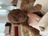 Toy poodle 1 aylık köpekler