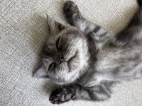 British Shorthair 3 Aylık