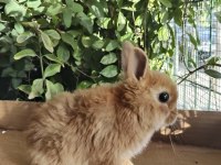 Orjinal cüce dwarf hollanda lop ve teddy lop tavşanlarımız