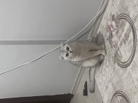 Kedim 1 buçuk yaşında british shorthair acil
