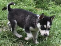 Anne altından seçme garantili harika maske yapısı husky