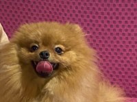Pomeranian Boo Erkek Köpeğimiz
