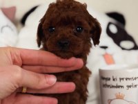 Irk ve sağlık garantili poodle yavrular