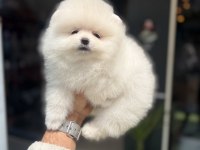 Ukrayna doğumlu pomeranian yavrular