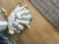 Yavru Scottish Fold Kediler
