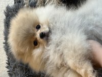 2.5 Aylık Pomeranian