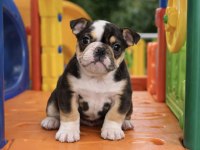 İngiliz buldog çok şirin yavrular 