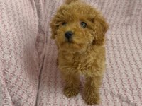 Mini minnoş toy poodle