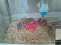 minik hamsterlar çok tatlı