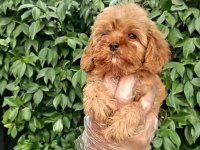 Maltipoo yavrularımda son nokta