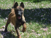 Dişi Malinois Yavrular