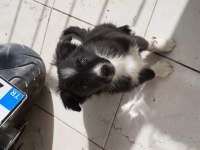 3 Aylık Border Collie 3 yavru küçük 3