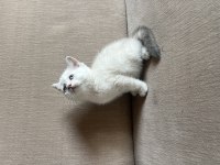 ÇOK GÜZEL BLUE POİNT YAVRU KEDİLER