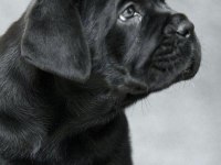 Safkan Cane Corso İtaliano