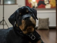 Şecereli rottweiler