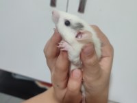 Rat satsuma tüylü arkadaş isteyen yazsın