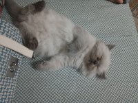 Tatlı british longhair yavruyu sahiplendiriyorum