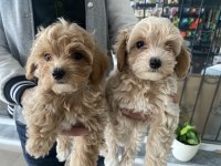 En güzel maltipoo yavrularımız