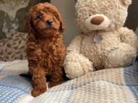RED BRAWN TOY POODLE YAVRULAR
