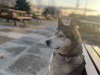 SAFKAN SİBİRYA KURDU