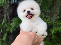 Orjinal Pomeranian Boo yavrumuz 