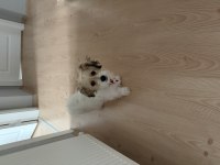9 Aylık Eğitimli Cavachon