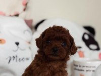 Teacup Poodle Yavrumuz