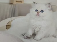 British Longhair 55 Günlük