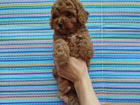 Pofidik toy poodle yavrum