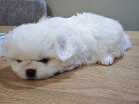 Pamuk Gibi Maltese Terrier Tuvalet Eğitimli