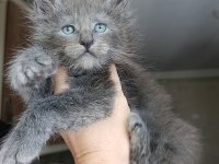Dev boyda erkek maine coon
