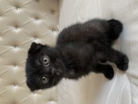 Uygun puanlı scottish fold