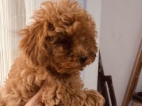 Toy poodle 2 aylık