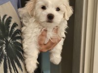 Özel Şartlarla Sahiplendirilecek Maltese Terrier