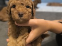 Şecereli toy poodle baba maltipoo anne