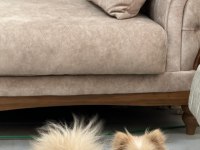 7 aylık pomeranian yavrumuz yuvasını arıyor safkan