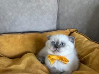 Scottish Fold Dişi Yavrumuza Yuva (Uyguna)